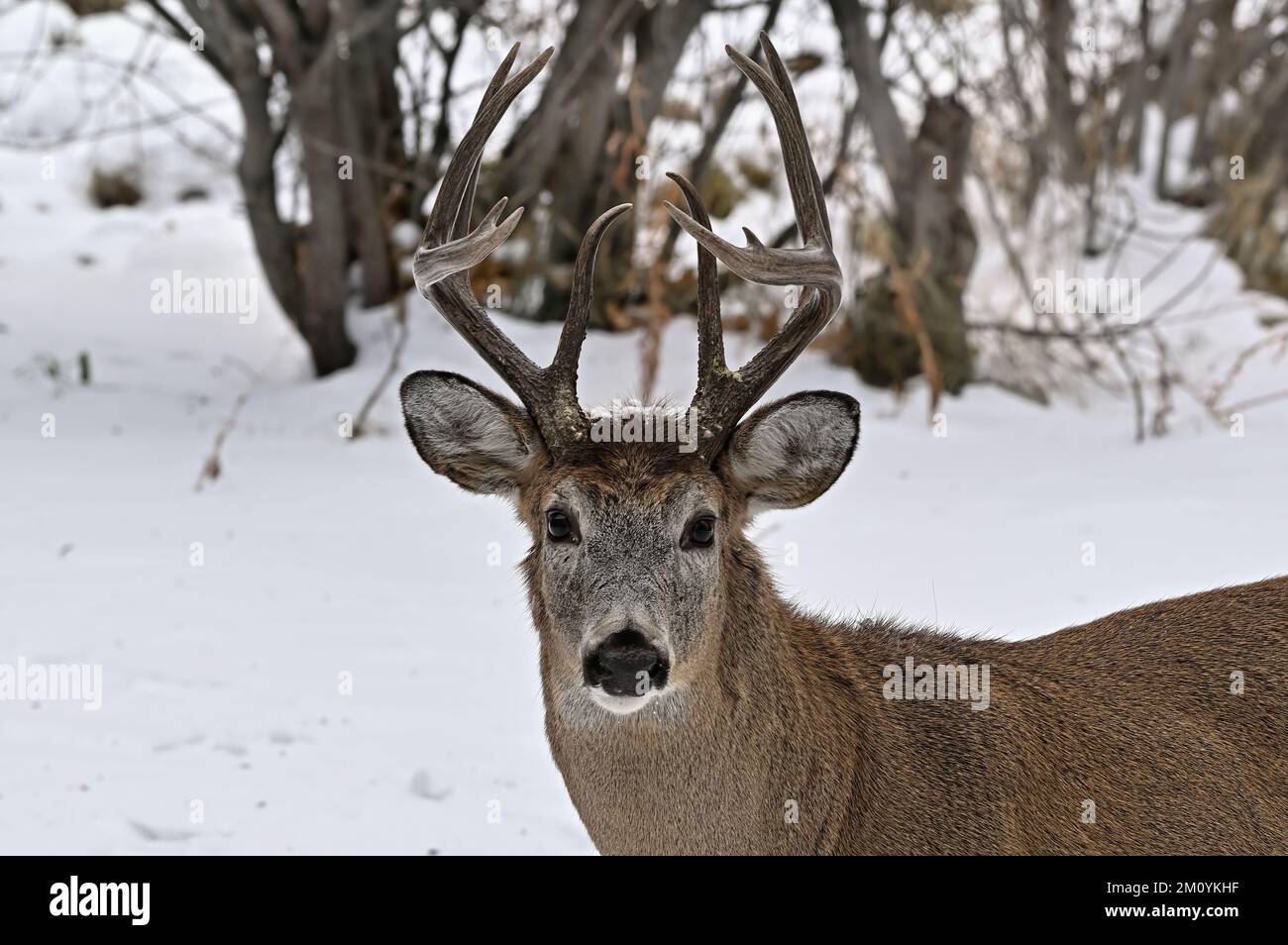 Ein Porträt eines Weißwedelhirsches „Odocoileus virginianus“, der im frischen Schnee in seinem Waldlebensraum im ländlichen Alberta, Kanada, steht. Stockfoto