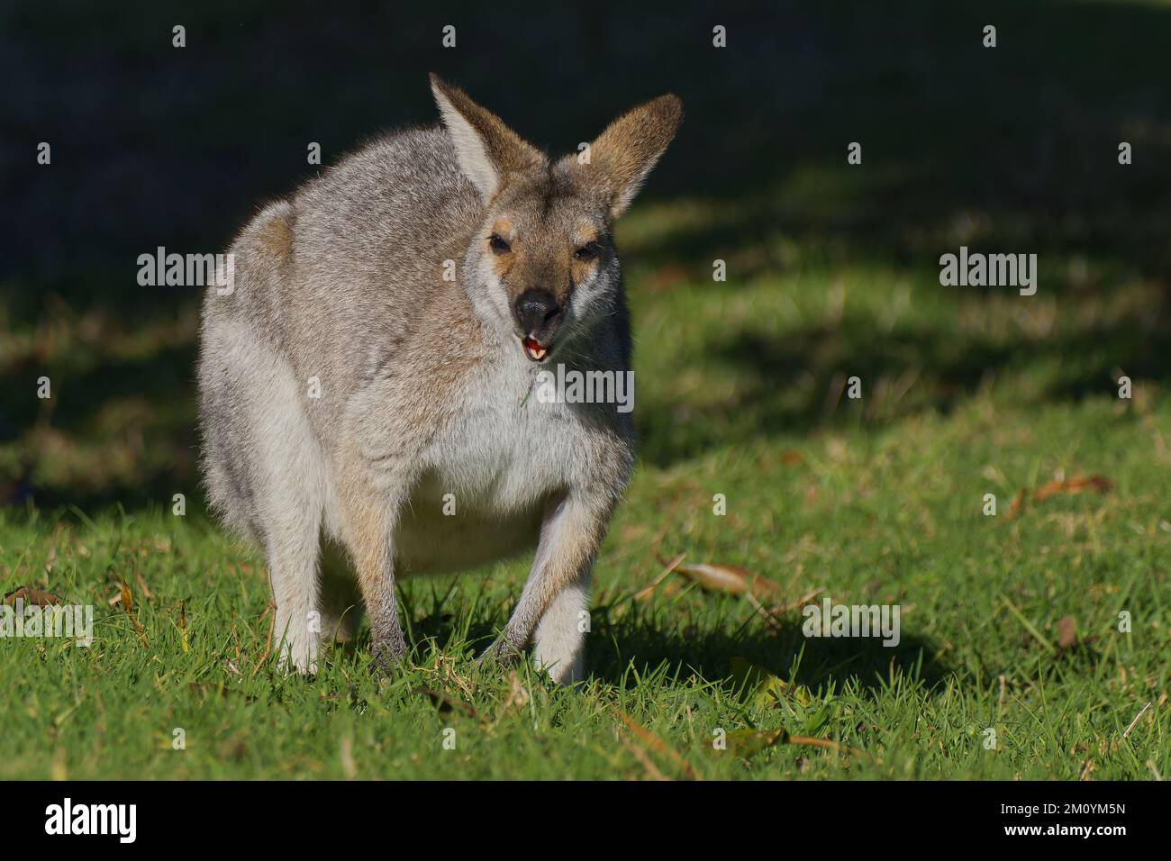 Rothals oder Bennets Wallaby auf Gras im Bunya Mountains National Park, Dandabah, Dalby, Queensland, Australien Stockfoto