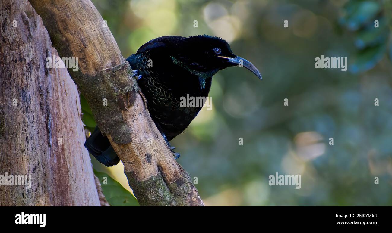 Paradise-Gewehrvogel hoch oben auf einem Ast mit gedämpftem Nachmittagslicht im Bunya Mountains-Nationalpark, Dandabah, Dalby, Queensland, Australien Stockfoto