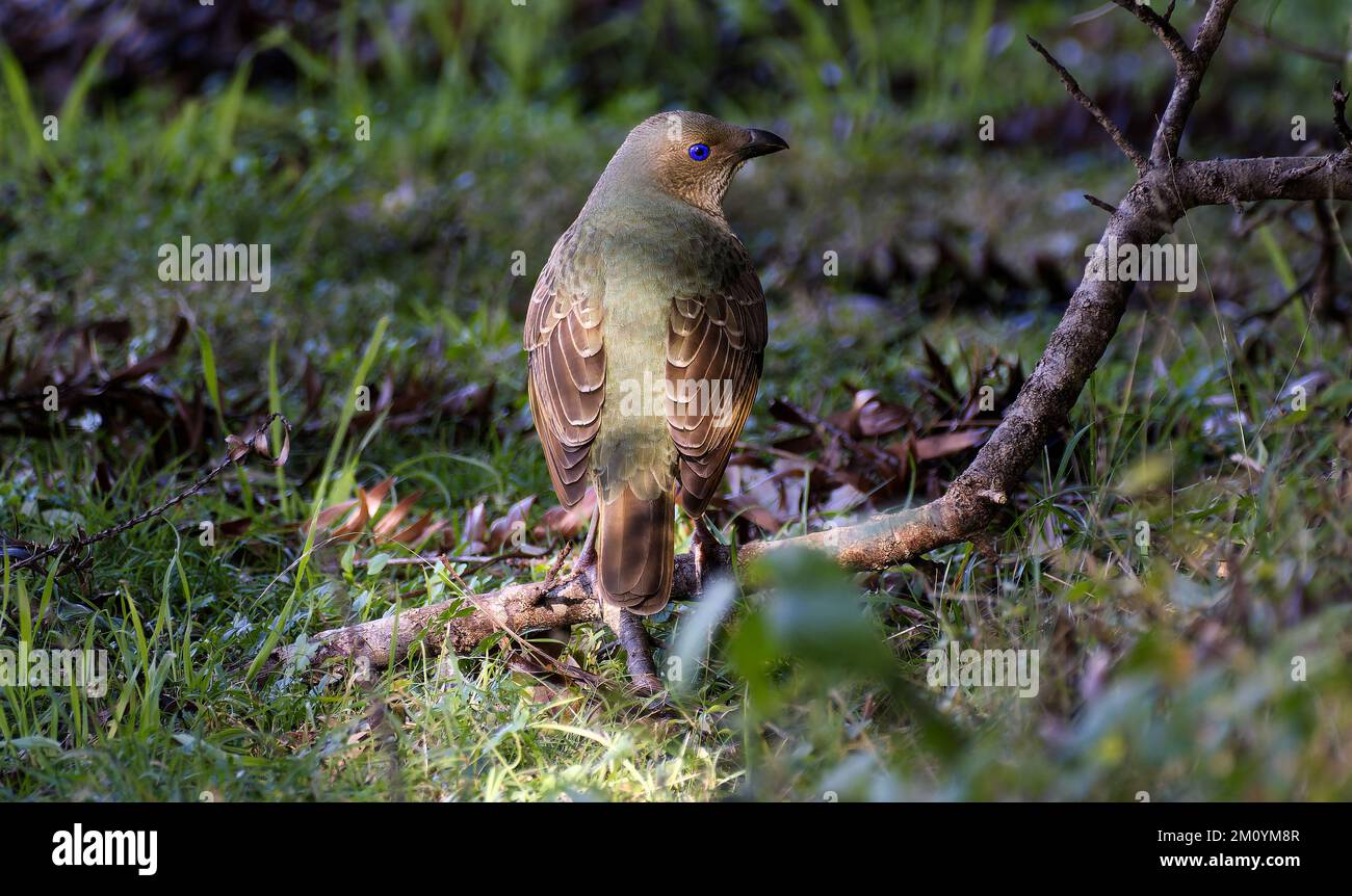 Weiblicher Satin-Bowerbird in gedämpftem Licht auf dem Waldboden im Bunya Mountains-Nationalpark, Dandabah, Toowoomba, Queensland, Australien Stockfoto