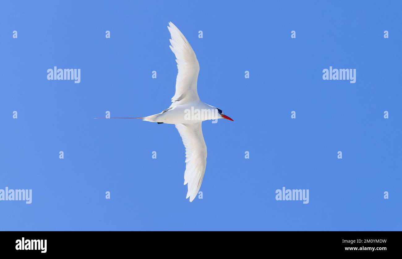 Rotschwanztropicbird im Flug über dem Great Barrier Reef im Norden von Queensland, Australien Stockfoto