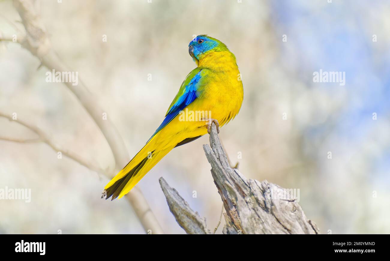 Türkisfarbener Papagei, farbenfroher einheimischer Vogel, blaues und gelbes Gefieder im Chiltern Mount Pilot National Park, Nordosten von Victoria, Australien Stockfoto