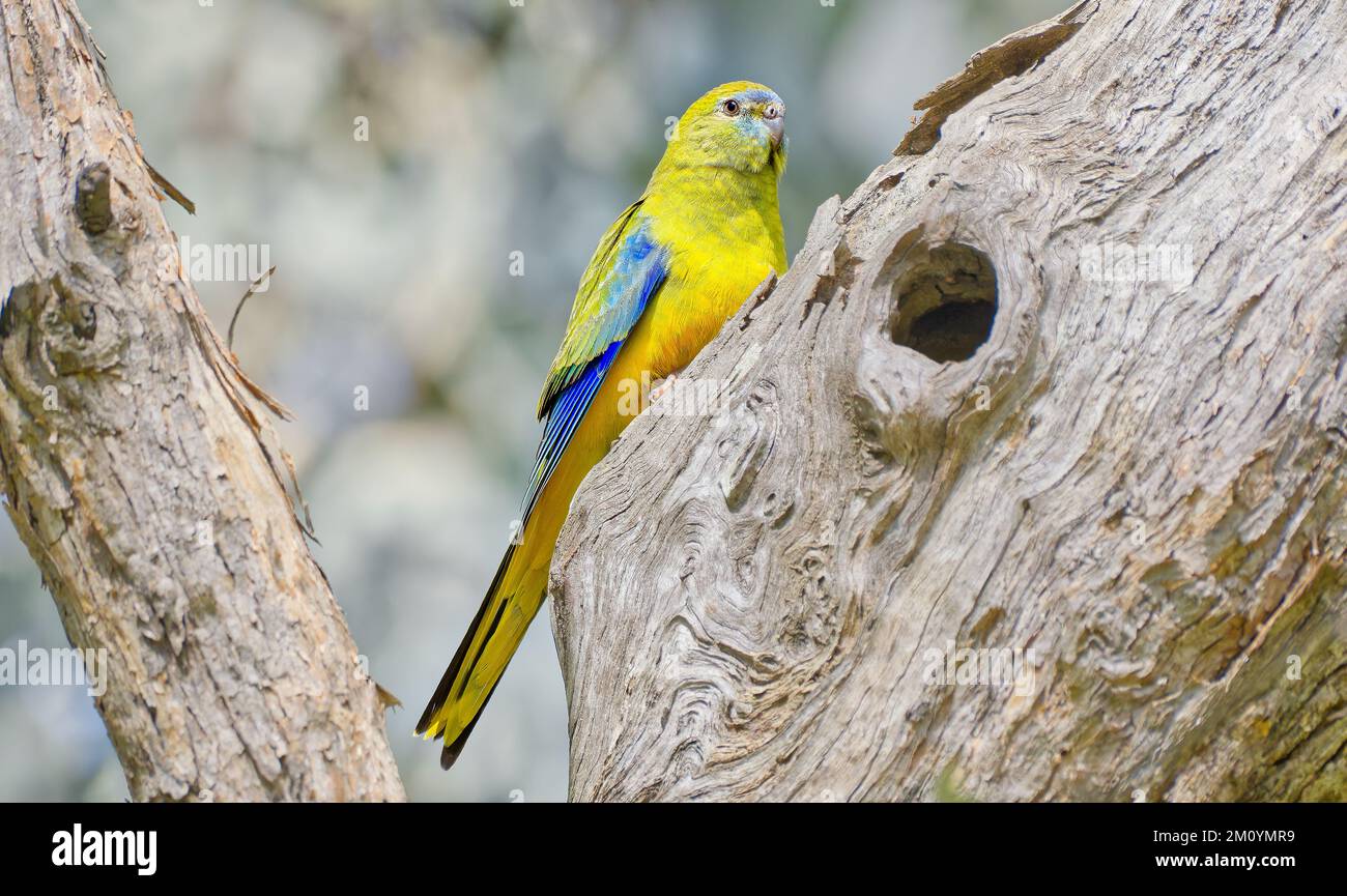 Türkisfarbener Papagei, farbenfroher einheimischer Vogel, blaues und gelbes Gefieder im Chiltern Mount Pilot National Park, Nordosten von Victoria, Australien Stockfoto