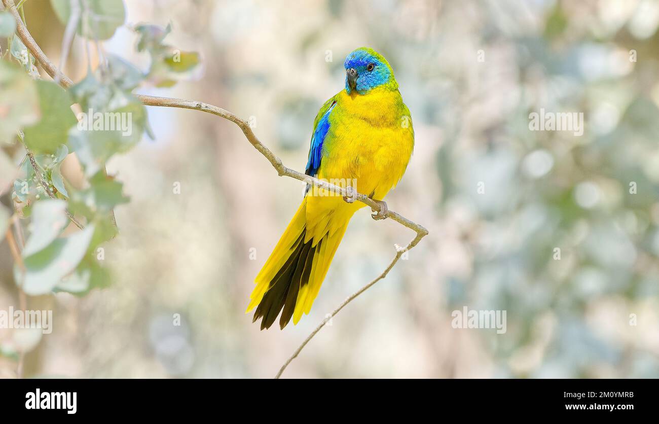 Türkisfarbener Papagei, farbenfroher einheimischer Vogel, blaues und gelbes Gefieder im Chiltern Mount Pilot National Park, Nordosten von Victoria, Australien Stockfoto