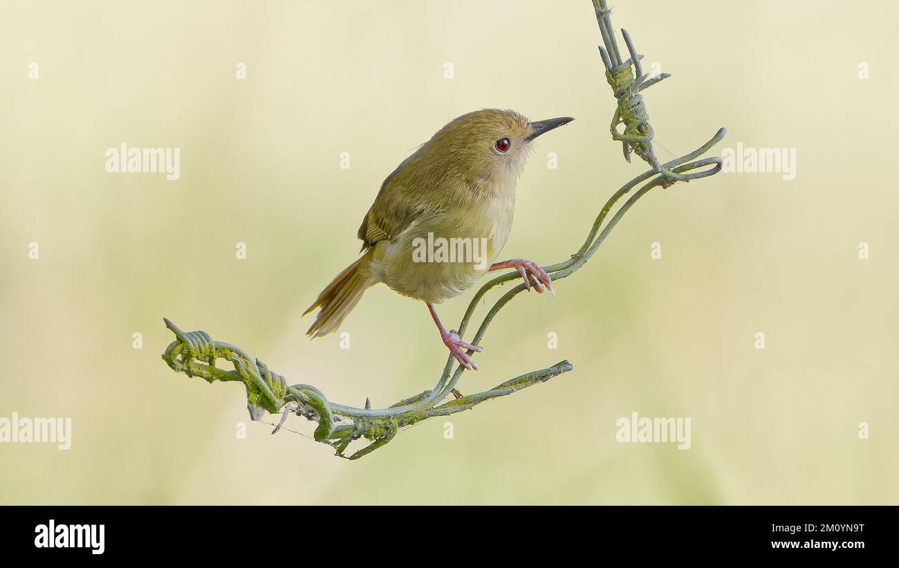 Große Schrubber auf Zaundraht vor sauberem Hintergrund in Julatten, Queensland, Australien Stockfoto