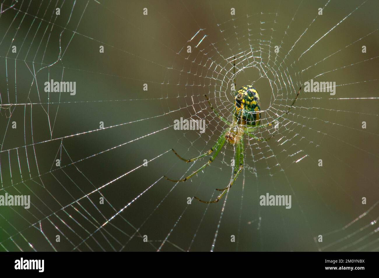 Eine Orchard Orbweaver (Leucauge venusta) Spinne wartet auf Beute Stockfoto