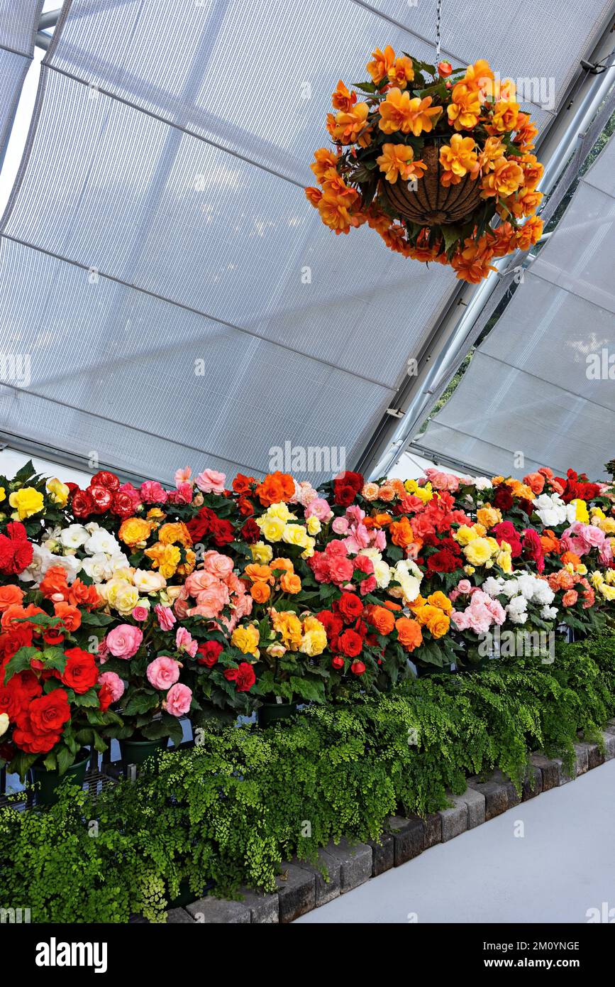 Ballarat Australien / das jährliche Ballarat Begonia Festival ist ein beliebtes Ereignis in Ballarat. Stockfoto