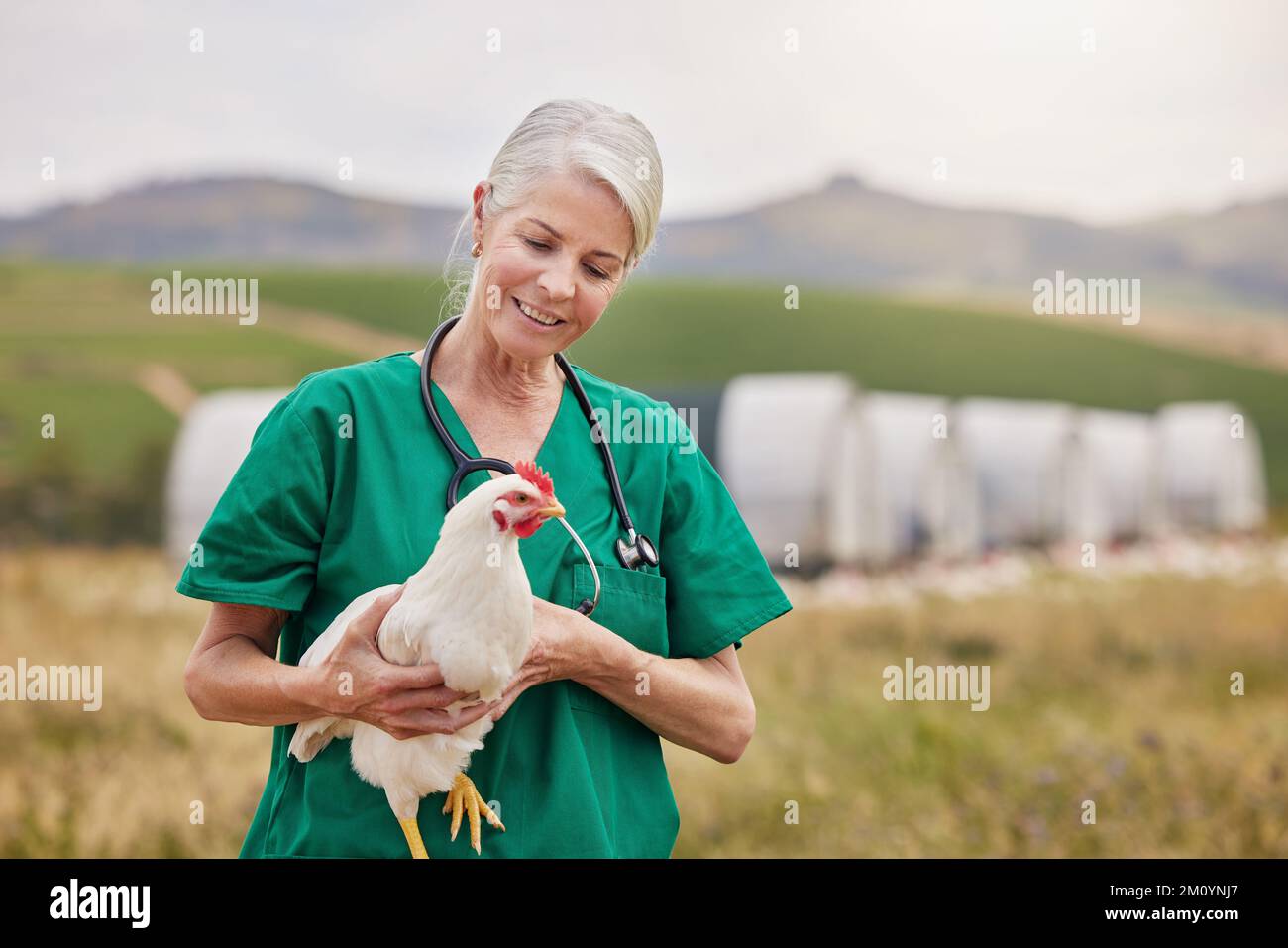 Behandeln Sie Tiere mit Freundlichkeit und Respekt. Ein reifer Tierarzt, der ein Huhn in einem Geflügelhaltungsbetrieb hält. Stockfoto