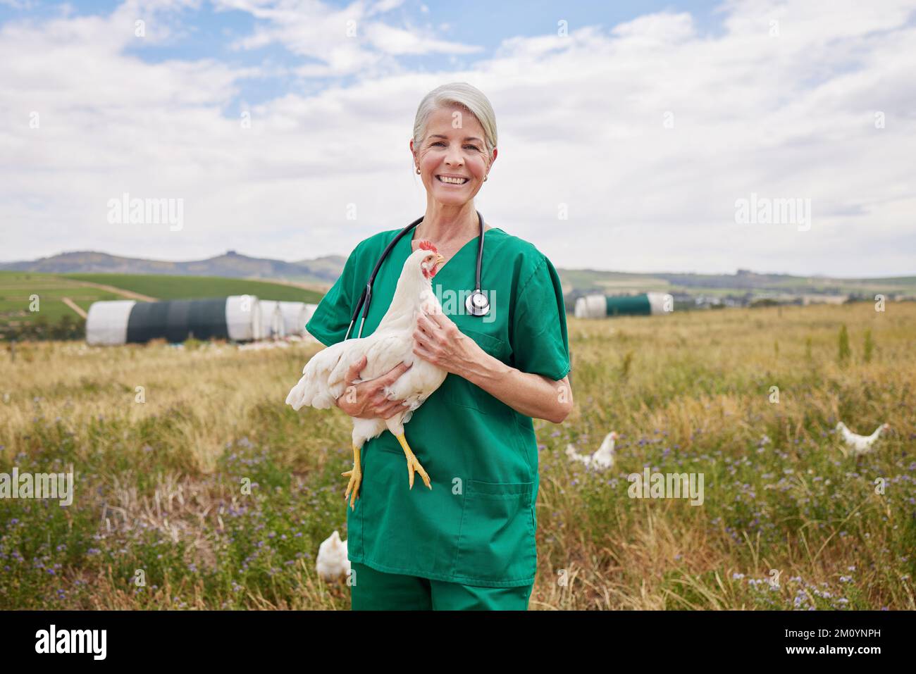 Halten Sie die Vogelpopulation gesund und glücklich. Porträt eines reifen Tierarztes, der ein Huhn in einem Geflügelhaltungsbetrieb hält. Stockfoto