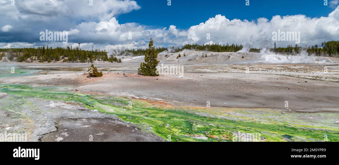 Im Norris Geyser Basin, Yellowstone-Nationalpark, Wyoming, fließt ein durchsichtiger Fluss über einen lebhaften grünen Bachgrund Stockfoto