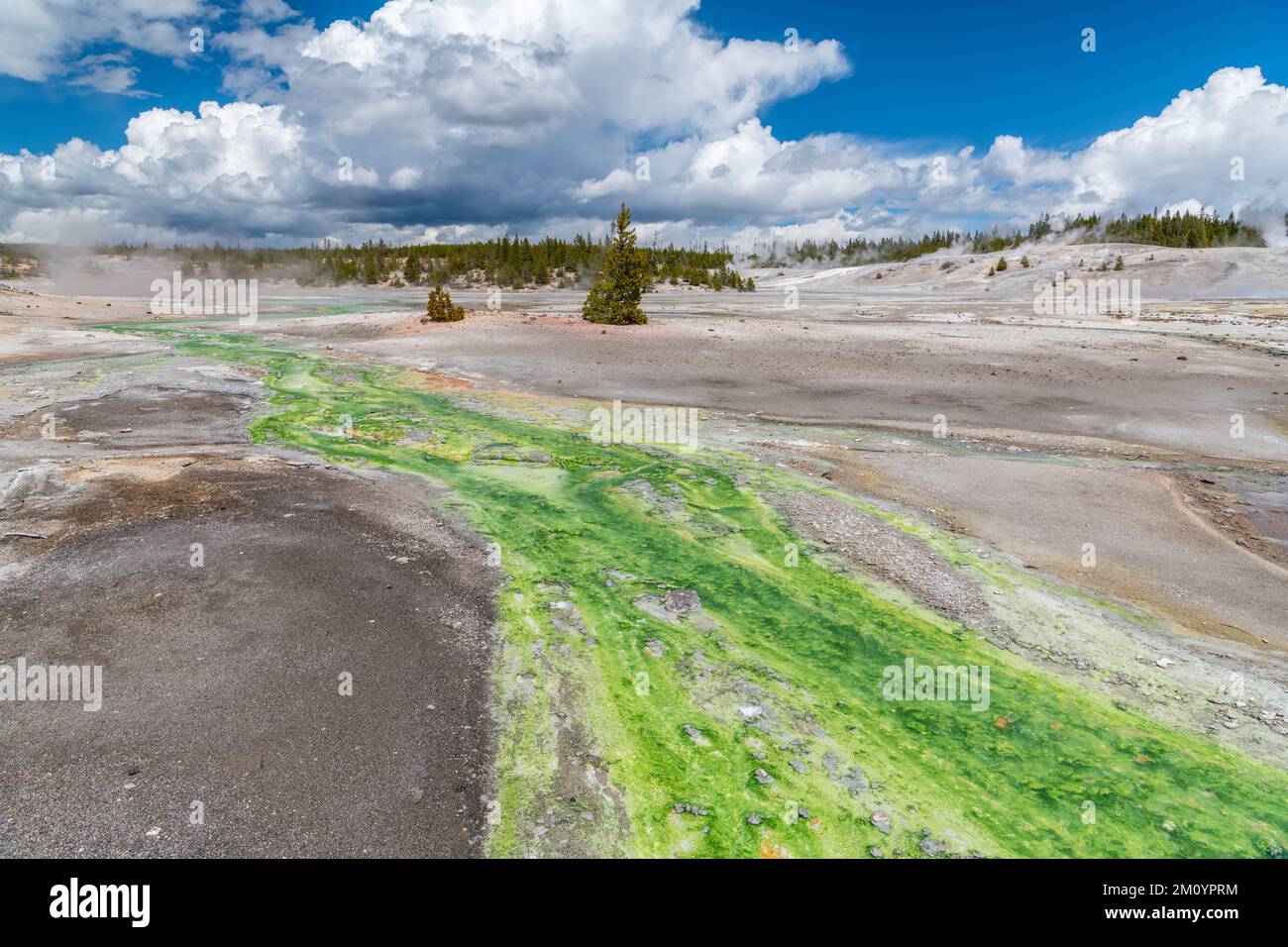 Im Norris Geyser Basin, Yellowstone-Nationalpark, Wyoming, fließt ein durchsichtiger Fluss über einen lebhaften grünen Bachgrund Stockfoto