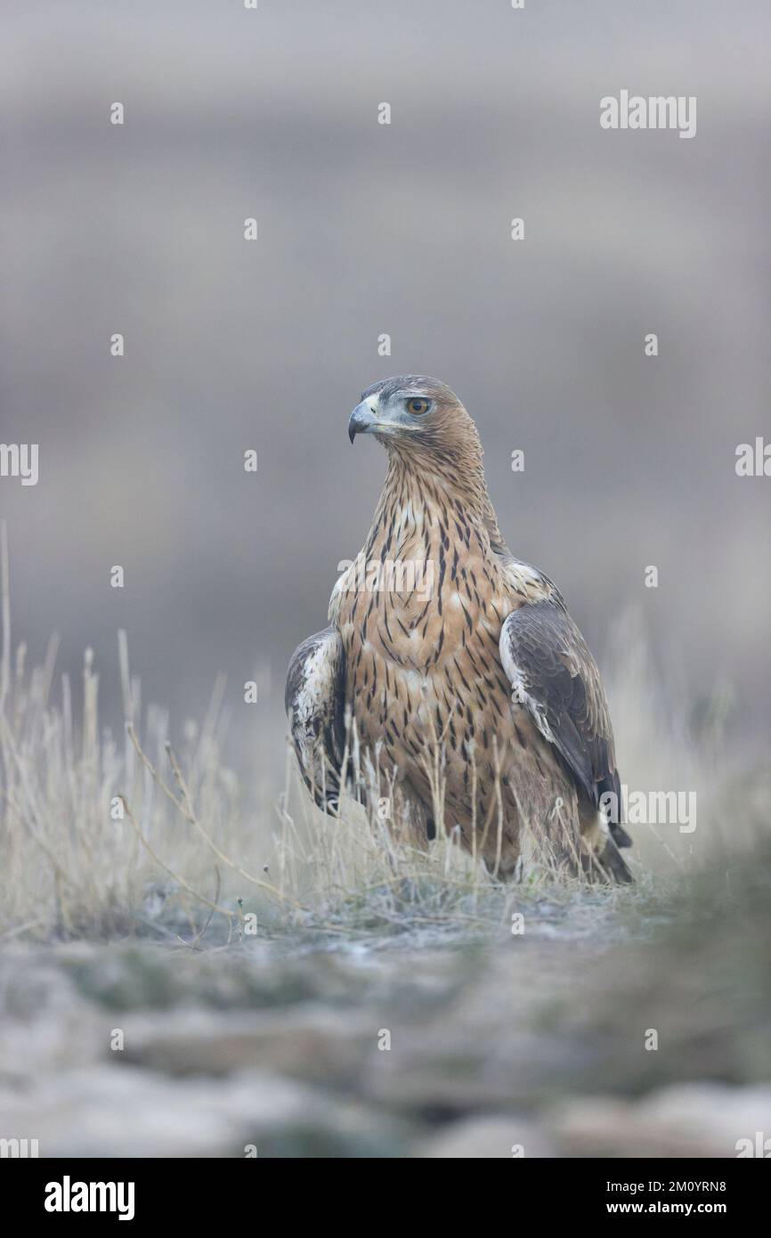Bonellis Adler Aquila fasciata, Erwachsener, der am Boden steht, Toledo, Spanien, November Stockfoto