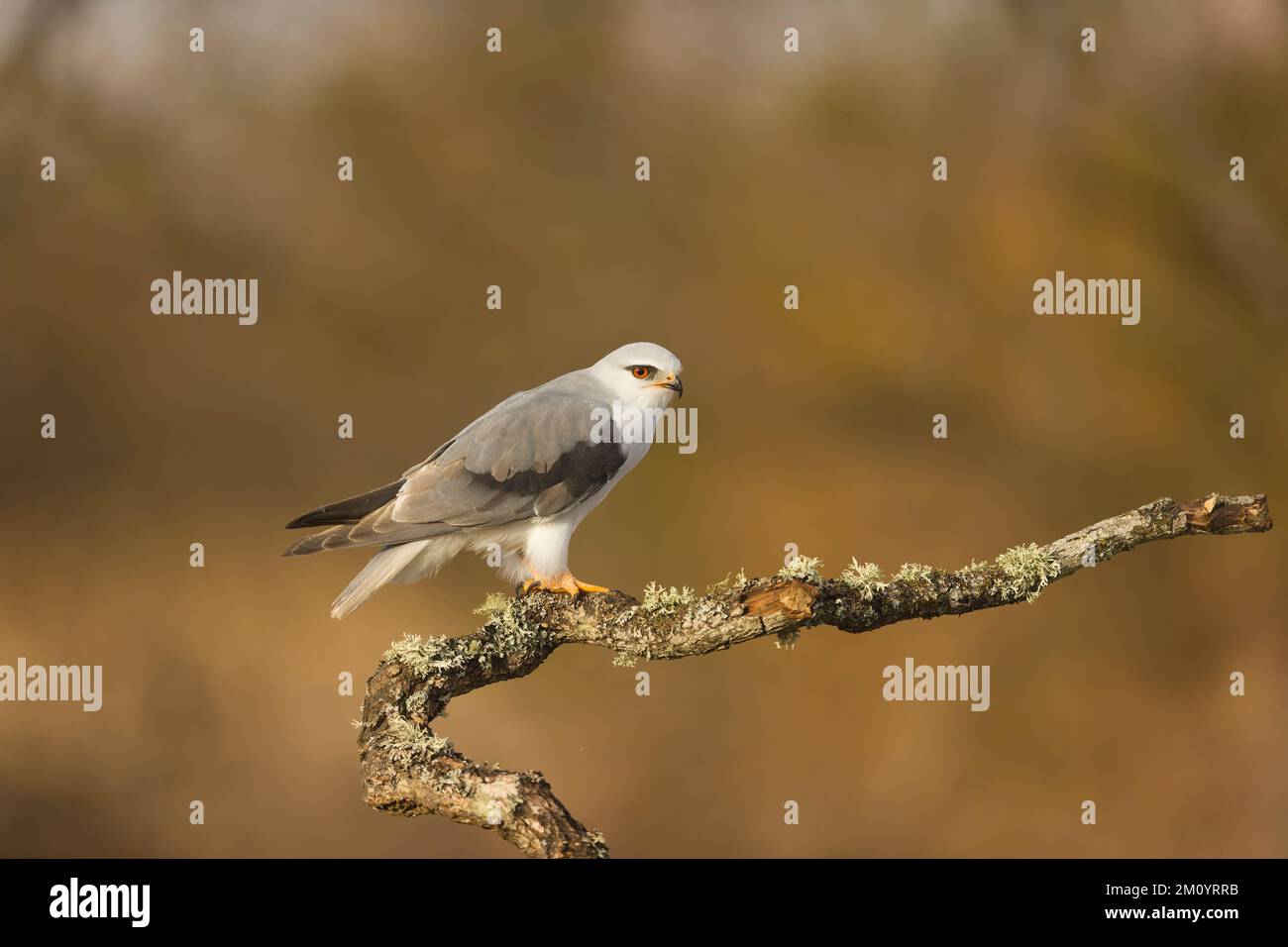 Schwarzflügeldrachen, Elanus caeruleus, Erwachsener, hoch oben auf dem Ast, Toledo, Spanien, November Stockfoto