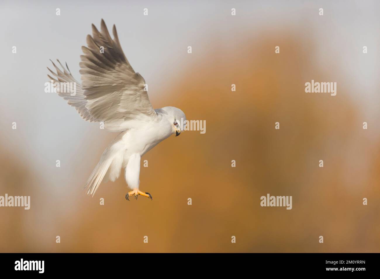 Schwarzflügeldrachen Elanus caeruleus, Erwachsener fliegt, Toledo, Spanien, November Stockfoto