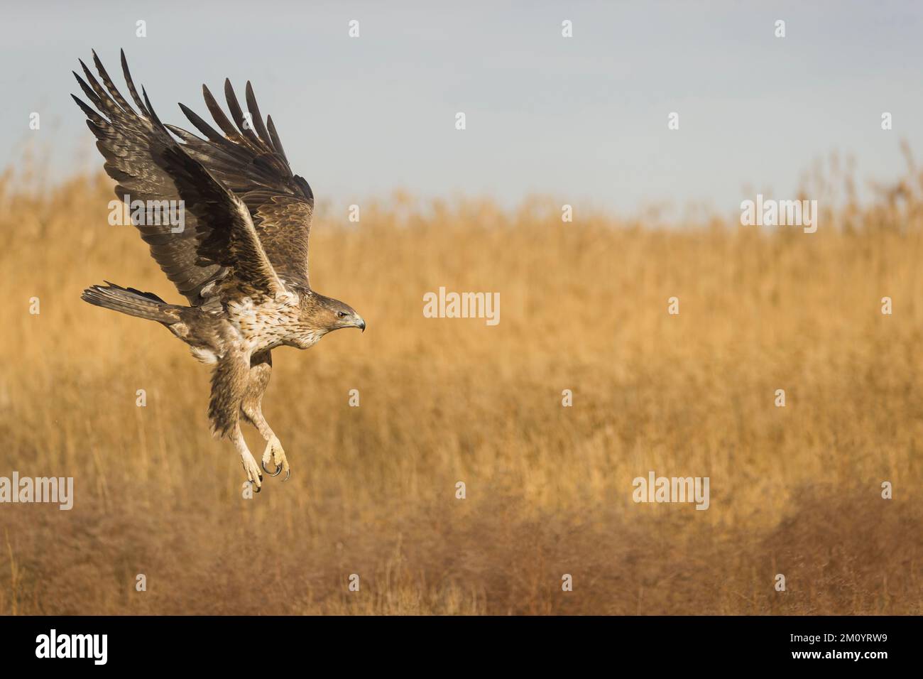 Bonellis Adler Aquila fasciata, unreifer Flug, Toledo, Spanien, November Stockfoto