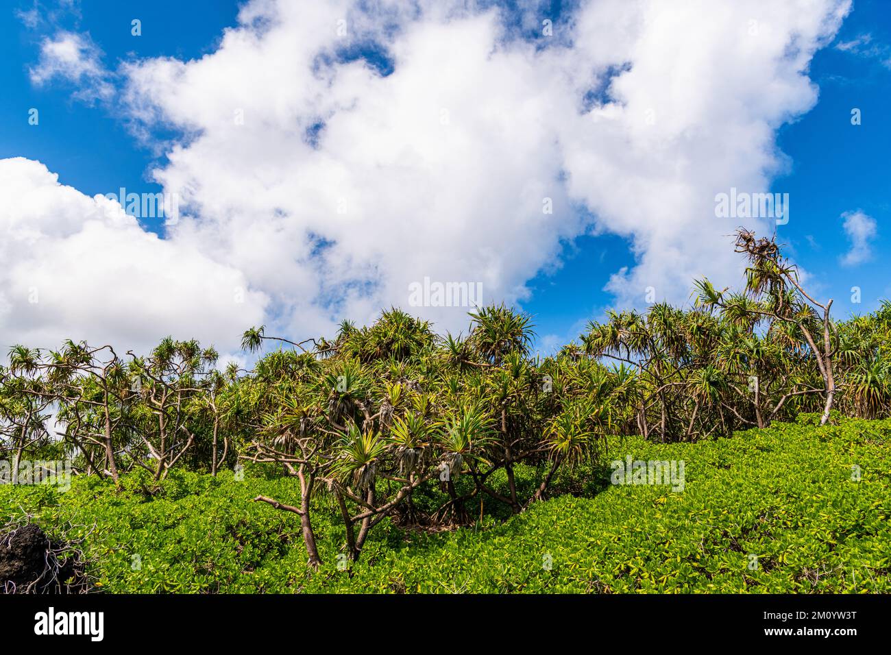 Wälder mit hala-Palmen unter einem leuchtend blauen Himmel mit flauschigen weißen Wolken im Waianapanapa State Park, Maui Stockfoto