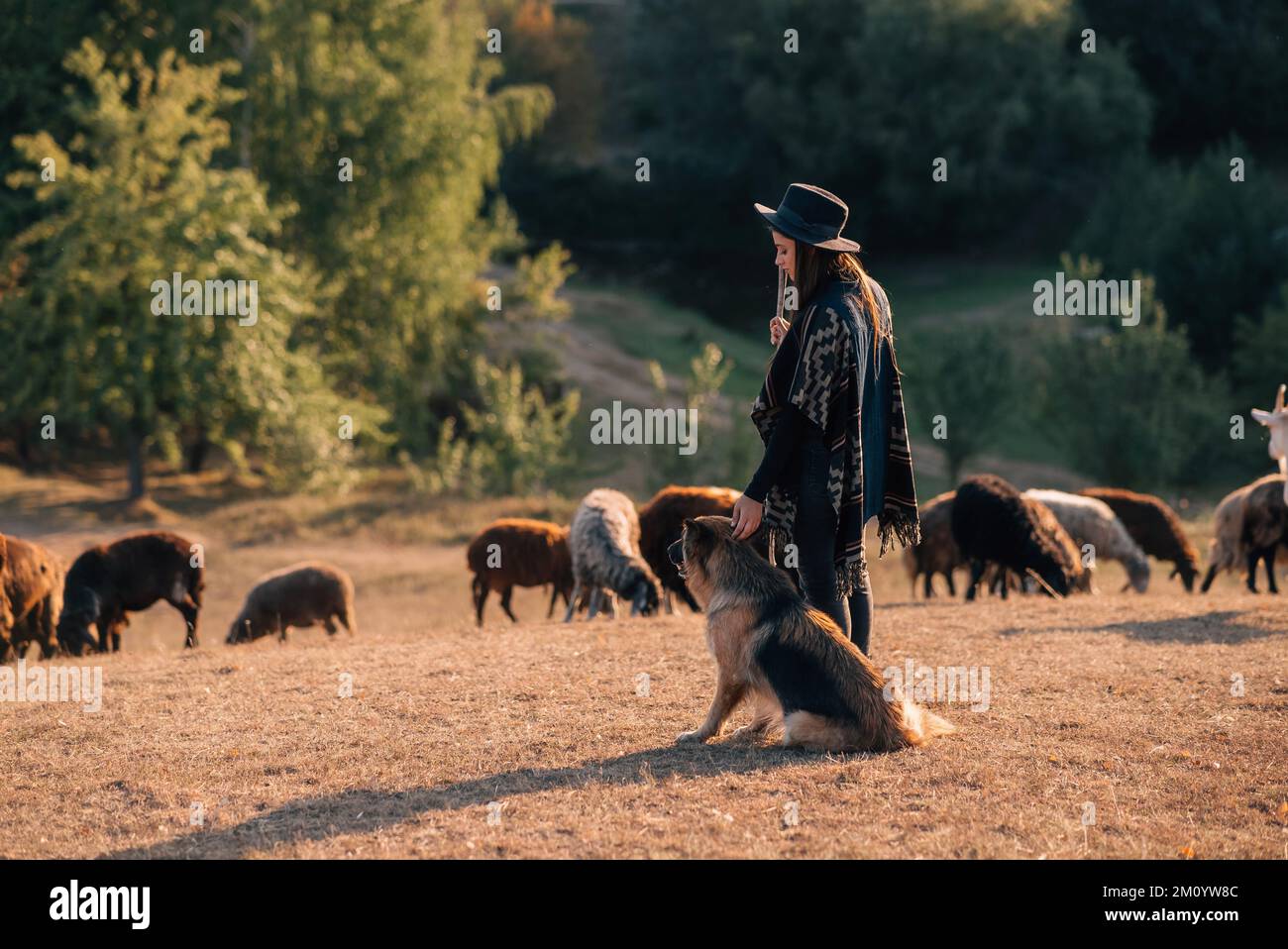 Eine Schäferin mit einem Hund grast eine Herde auf dem Rasen Stockfoto
