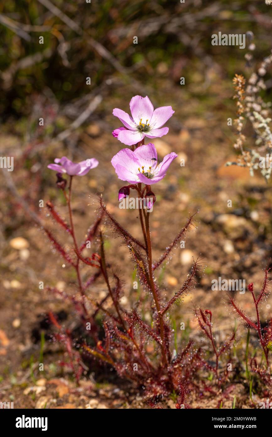 Blühende Drosera cistiflora im Cederberg-Gebirge Stockfoto