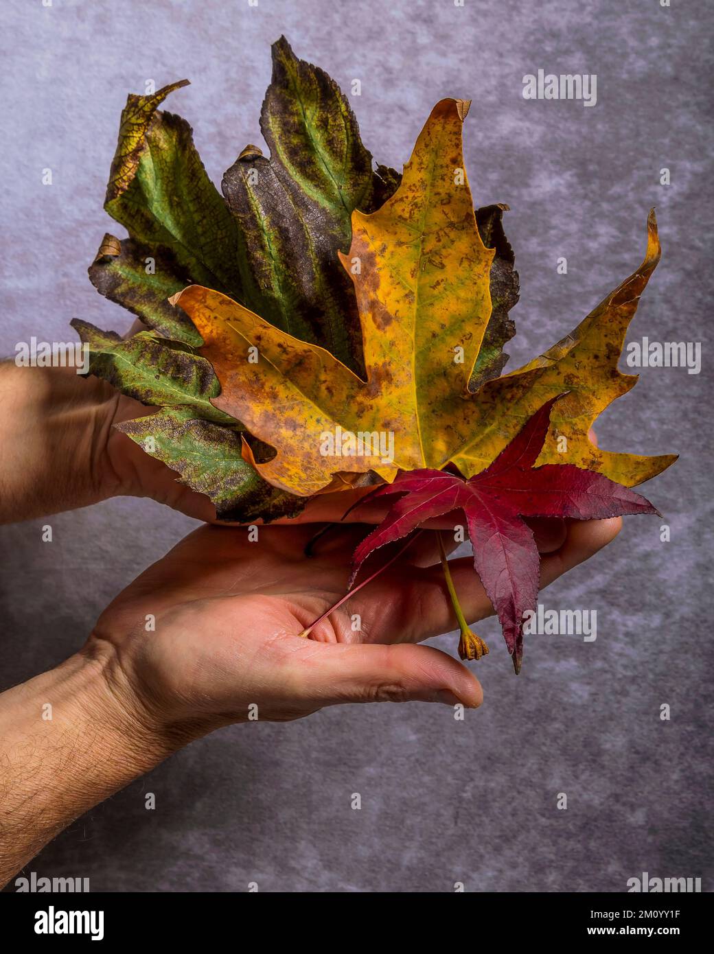 Wunderschöne und farbenfrohe Herbstblätter werden von zwei männlichen Händen gehalten Stockfoto