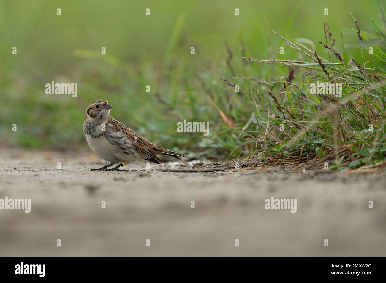 Lappland Longspur in Long Valley. Stockfoto