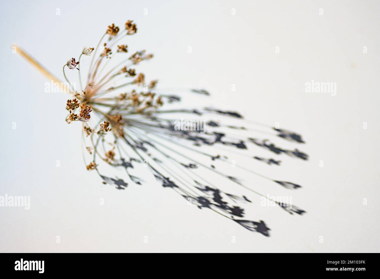 Trockener Dill-Umbel mit Samen, der einen Schatten auf grauem weißem Hintergrund wirft, abstrakte Kunst, die mit natürlichem Licht spielt, Kopierraum, ausgewählter Fokus, sehr schmal Stockfoto