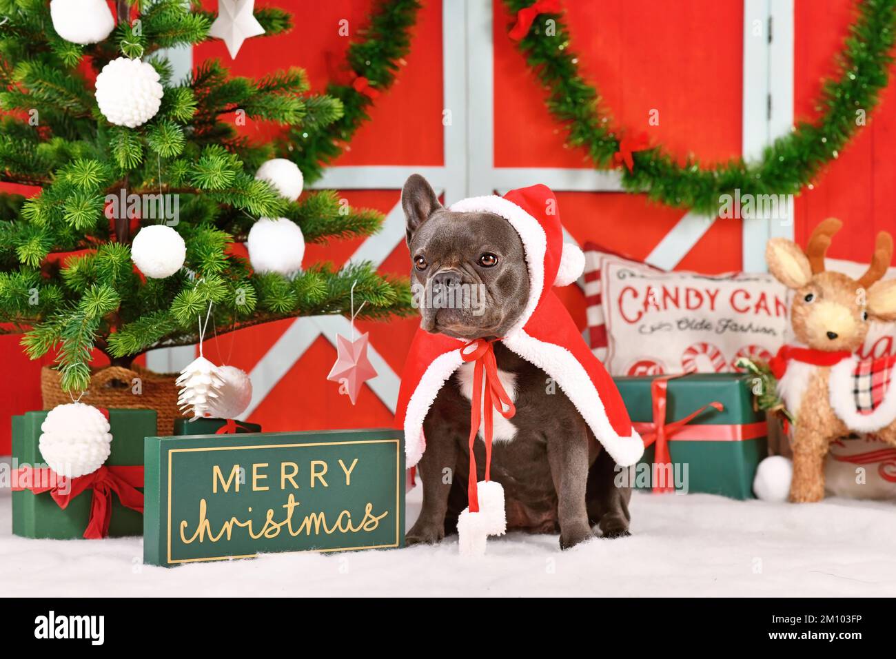 Französischer Bulldog mit rotem Weihnachtsmann-Umhang vor der saisonalen Dekoration Stockfoto