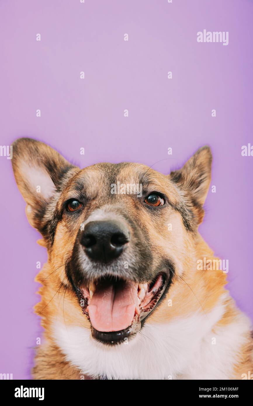Porträt eines Mischfutterhundes mit offenem Mund, der dich kleben lässt Stockfoto