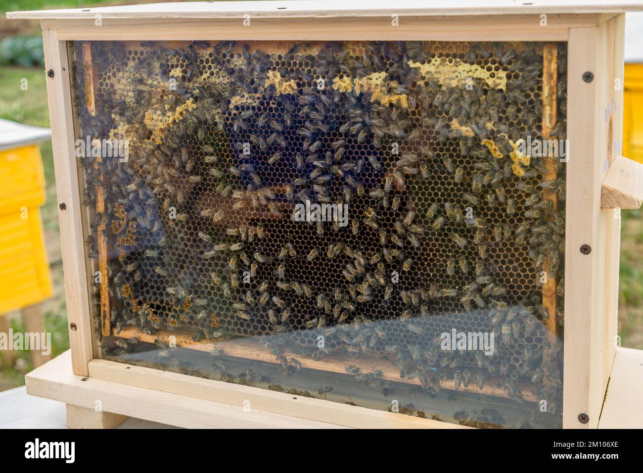 Honigbienen. Honigbienenstock mit Wabenhonig und Wachs in einer Auslage hinter Glas. Stockfoto