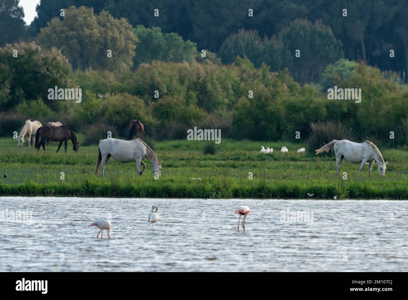 Andalusische Pferde, El Rocio, Donana National & Natural Park, Andalusien, Spanien. Stockfoto