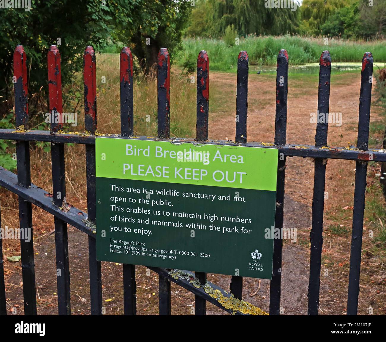 Eingezäunter Bereich, Royal Parks Bird Breeding Area, Regents Park, London, England, Großbritannien, NW1 – grünes Schild Stockfoto