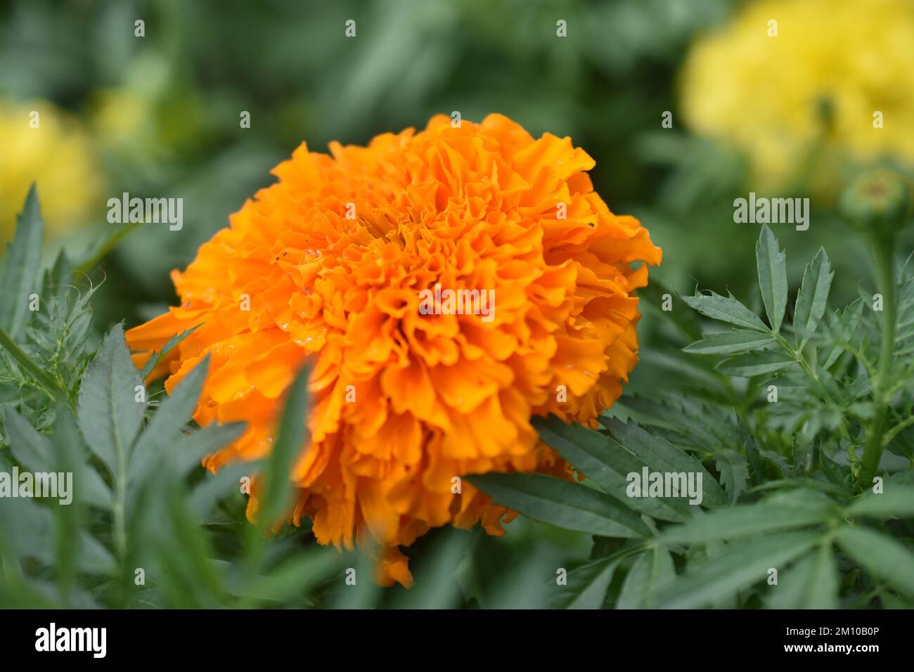 Tagetes (Tagetes Erecta, mexikanische Ringelblume, aztekische Ringelblume, afrikanische Ringelblume) Stockfoto