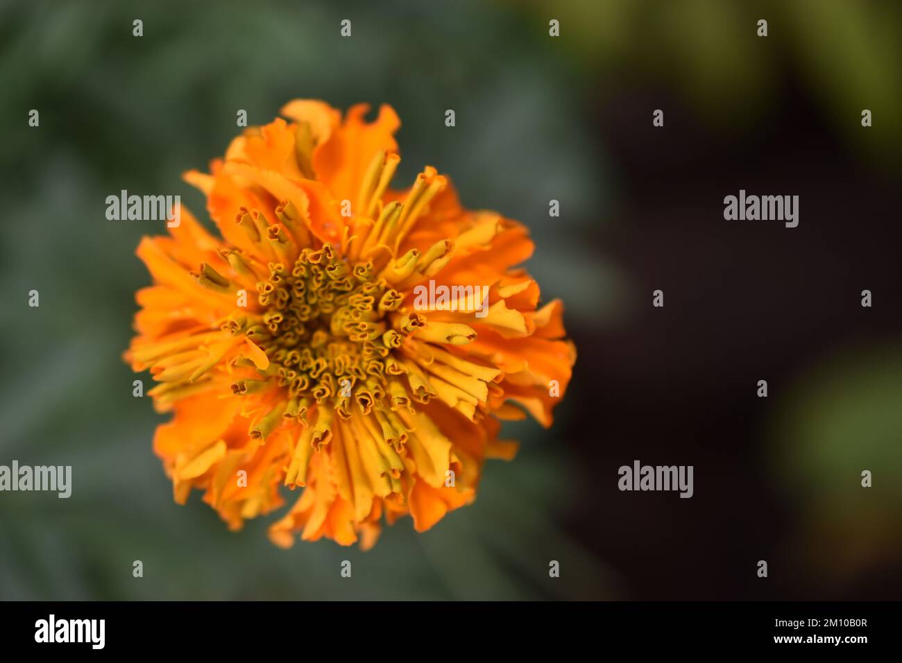 Tagetes (Tagetes Erecta, mexikanische Ringelblume, aztekische Ringelblume, afrikanische Ringelblume) Stockfoto