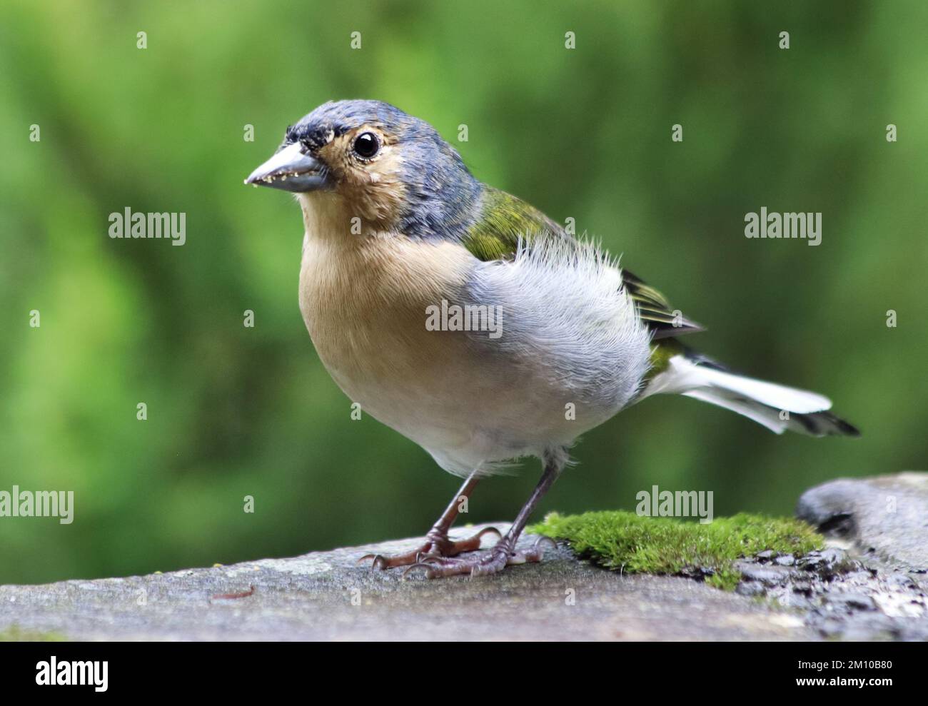 Vogel in der Tierwelt - Fringilla coelebs maderensis, Portugal - Insel Madeira Stockfoto