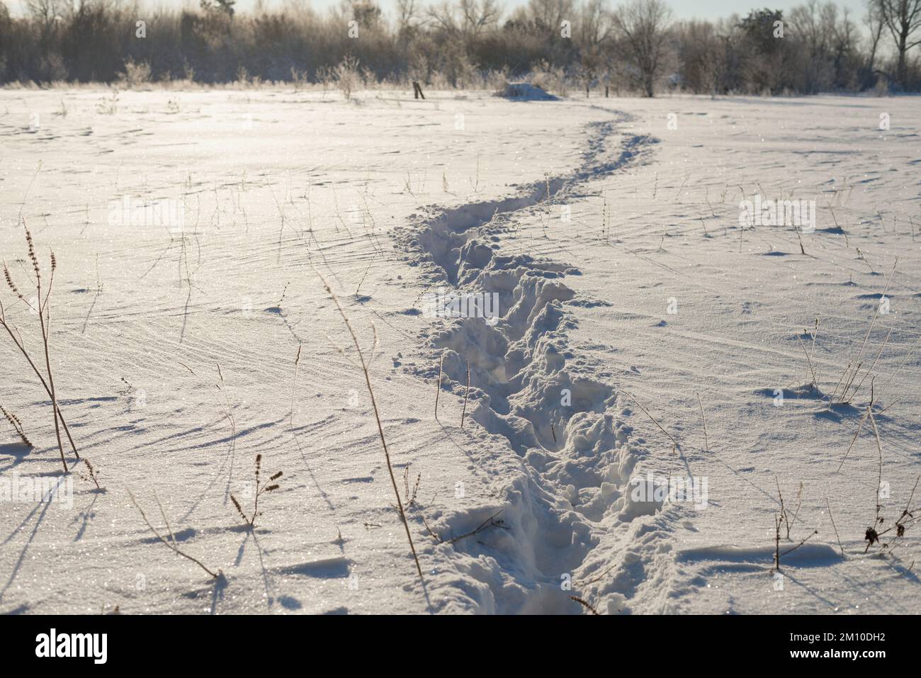 Wanderweg auf einer verschneiten Wiese, an einem kalten Wintertag Stockfoto