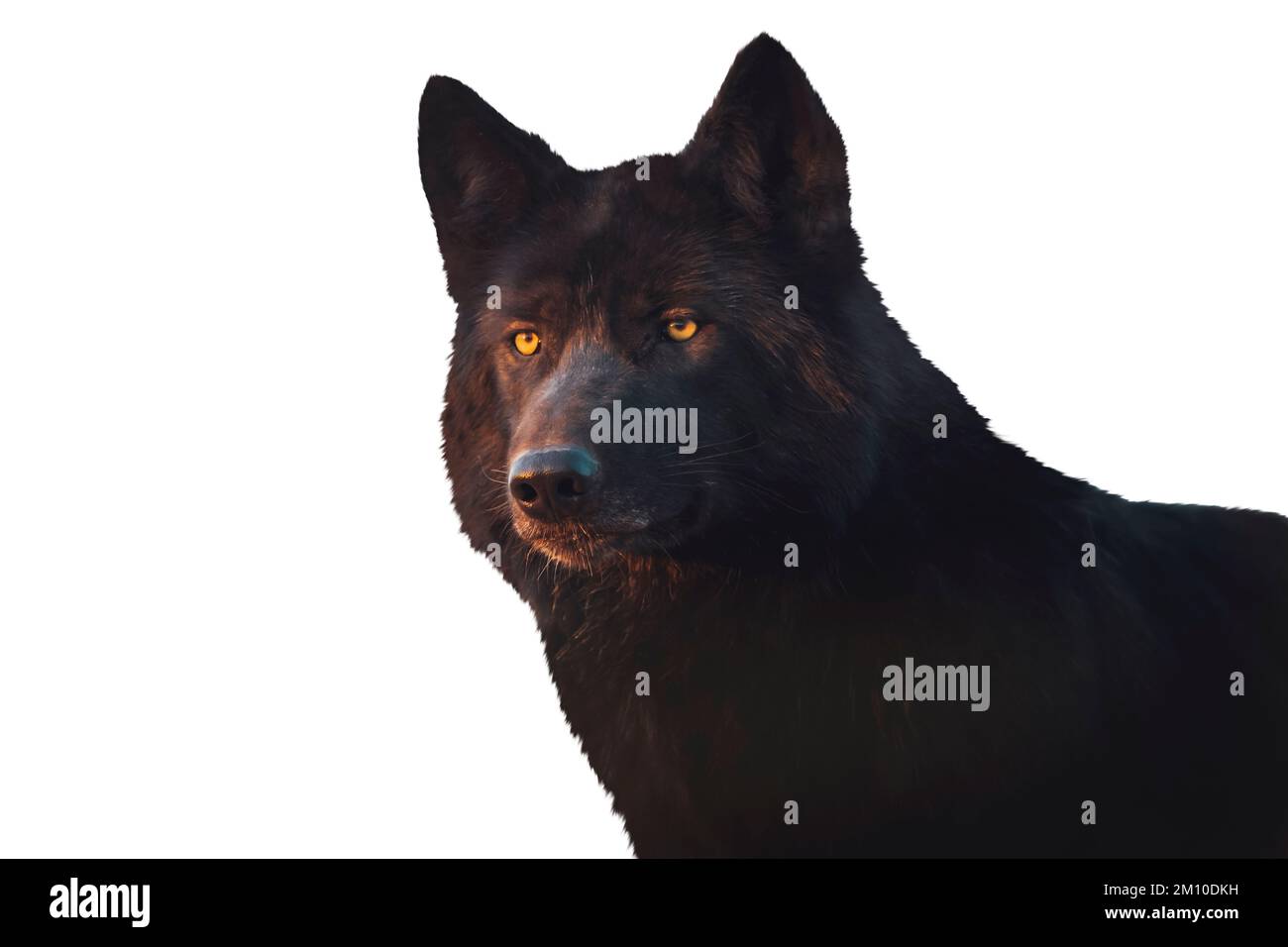 Schwarzer Wolf isoliert auf weißem Hintergrund Stockfoto