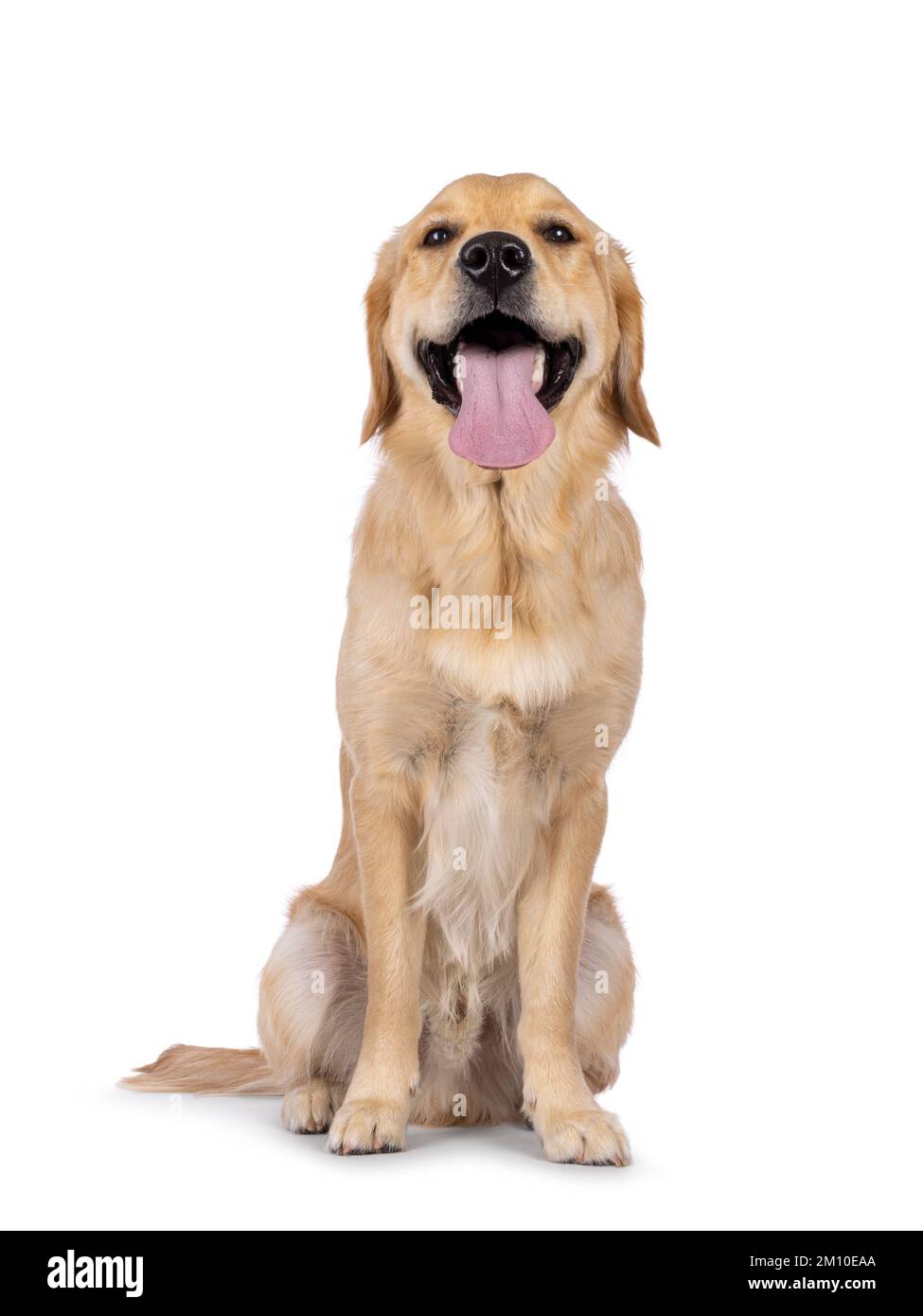 Junger erwachsener Golden Retriever Welpen-Hund, der mit Blick nach vorne sitzt und eine lange Zunge herauszieht. Ich schaue in die Kamera. Isoliert auf weißem Hintergrund. Stockfoto