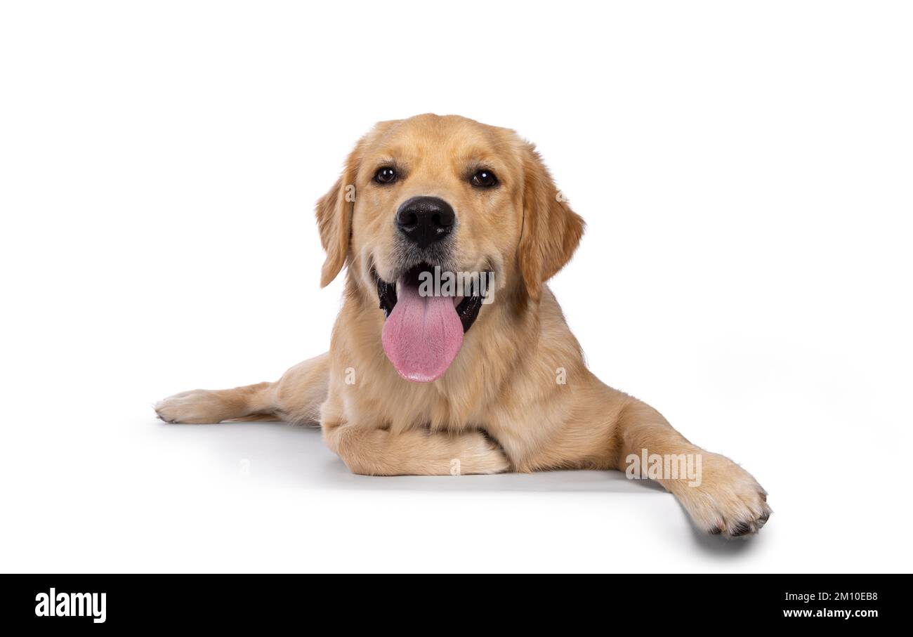 Junger erwachsener Golden Retriever Welpen, der sich nach vorne legt und mit der langen Zunge nach außen zeigt. Ich schaue in die Kamera. Isoliert auf weißem Hintergrund. Stockfoto