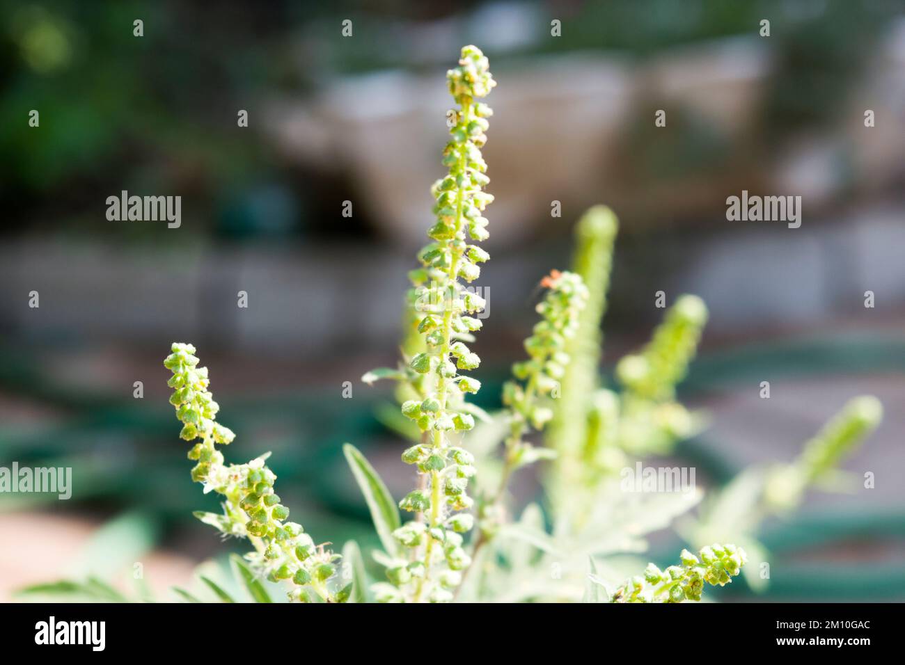 Nahaufnahme von Ragweed-Blumen. Die Ragweed-Pollen sind bekannt dafür, dass sie beim Menschen allergische Reaktionen hervorrufen, insbesondere allergische Rhinitis. Stockfoto