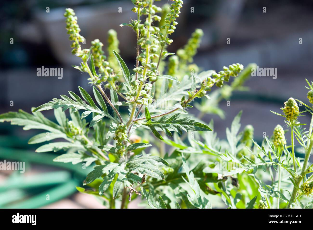 Nahaufnahme von Ragweed-Blumen. Die Ragweed-Pollen sind bekannt dafür, dass sie beim Menschen allergische Reaktionen hervorrufen, insbesondere allergische Rhinitis. Stockfoto