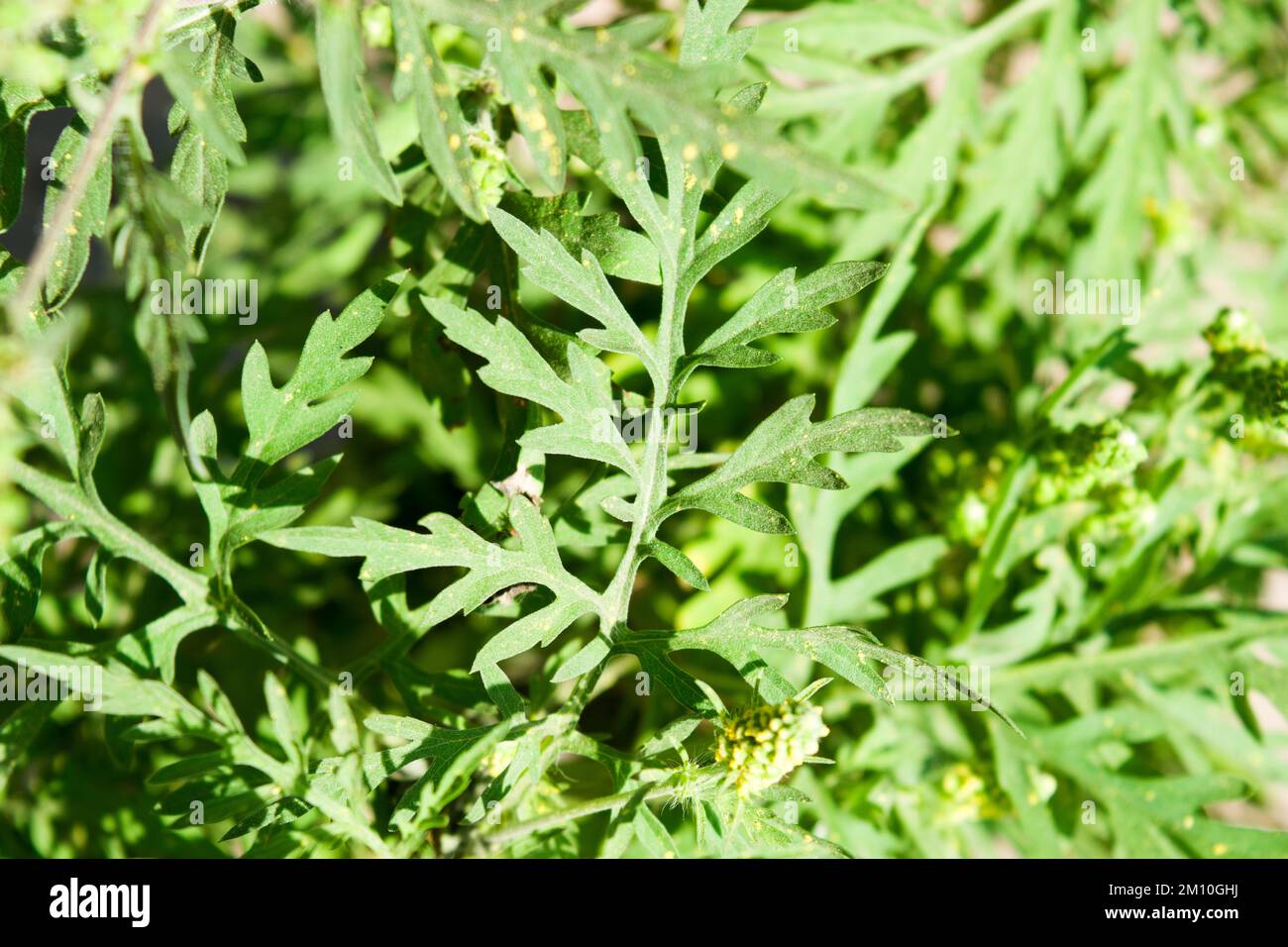 Nahaufnahme von Ragweed-Blumen. Die Ragweed-Pollen sind bekannt dafür, dass sie beim Menschen allergische Reaktionen hervorrufen, insbesondere allergische Rhinitis. Stockfoto