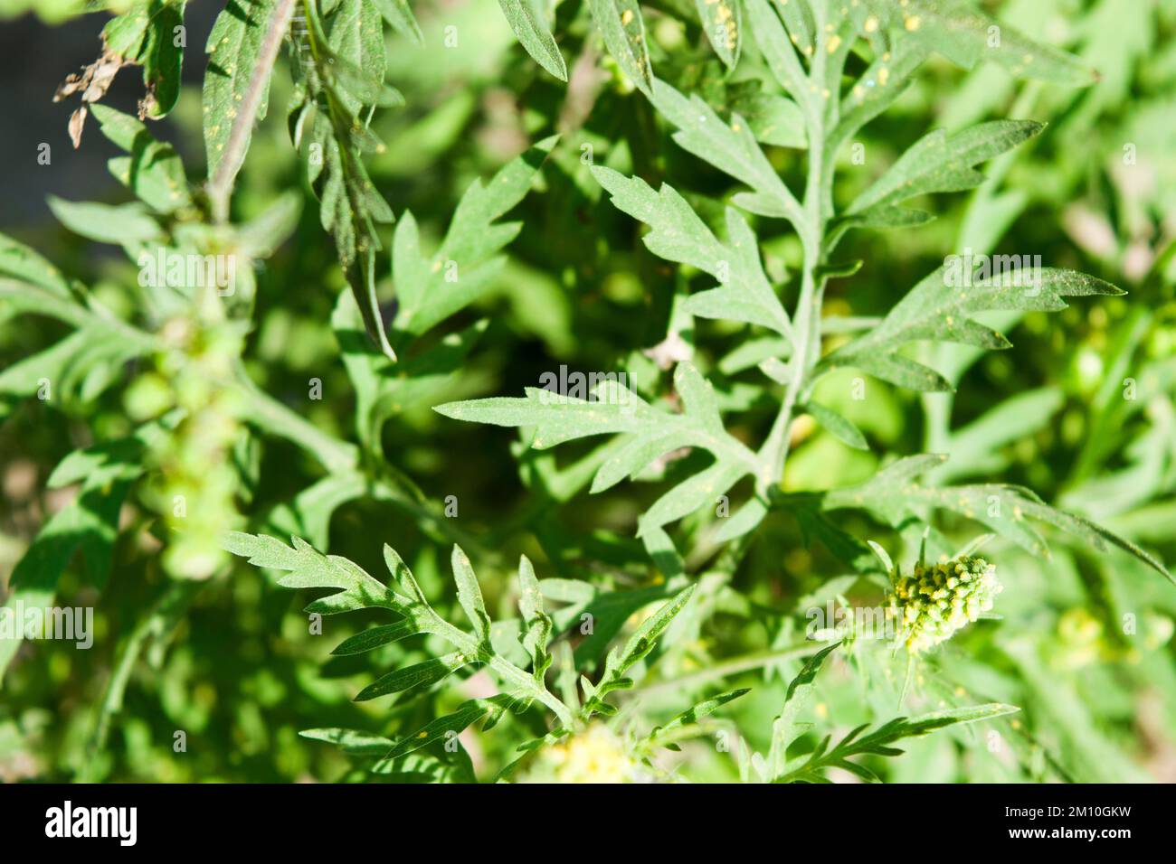 Nahaufnahme von Ragweed-Blumen. Die Ragweed-Pollen sind bekannt dafür, dass sie beim Menschen allergische Reaktionen hervorrufen, insbesondere allergische Rhinitis. Stockfoto