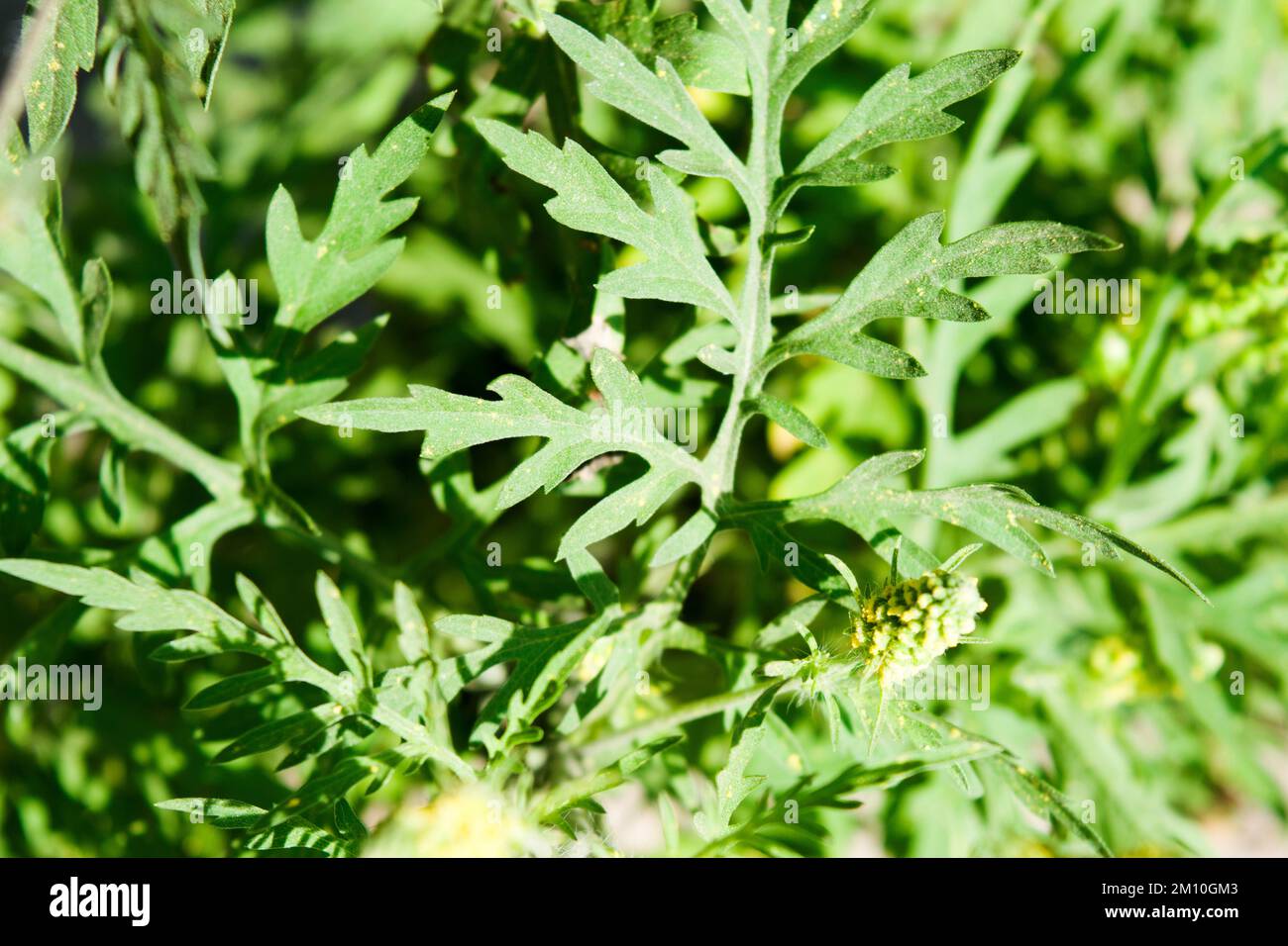 Nahaufnahme von Ragweed-Blumen. Die Ragweed-Pollen sind bekannt dafür, dass sie beim Menschen allergische Reaktionen hervorrufen, insbesondere allergische Rhinitis. Stockfoto
