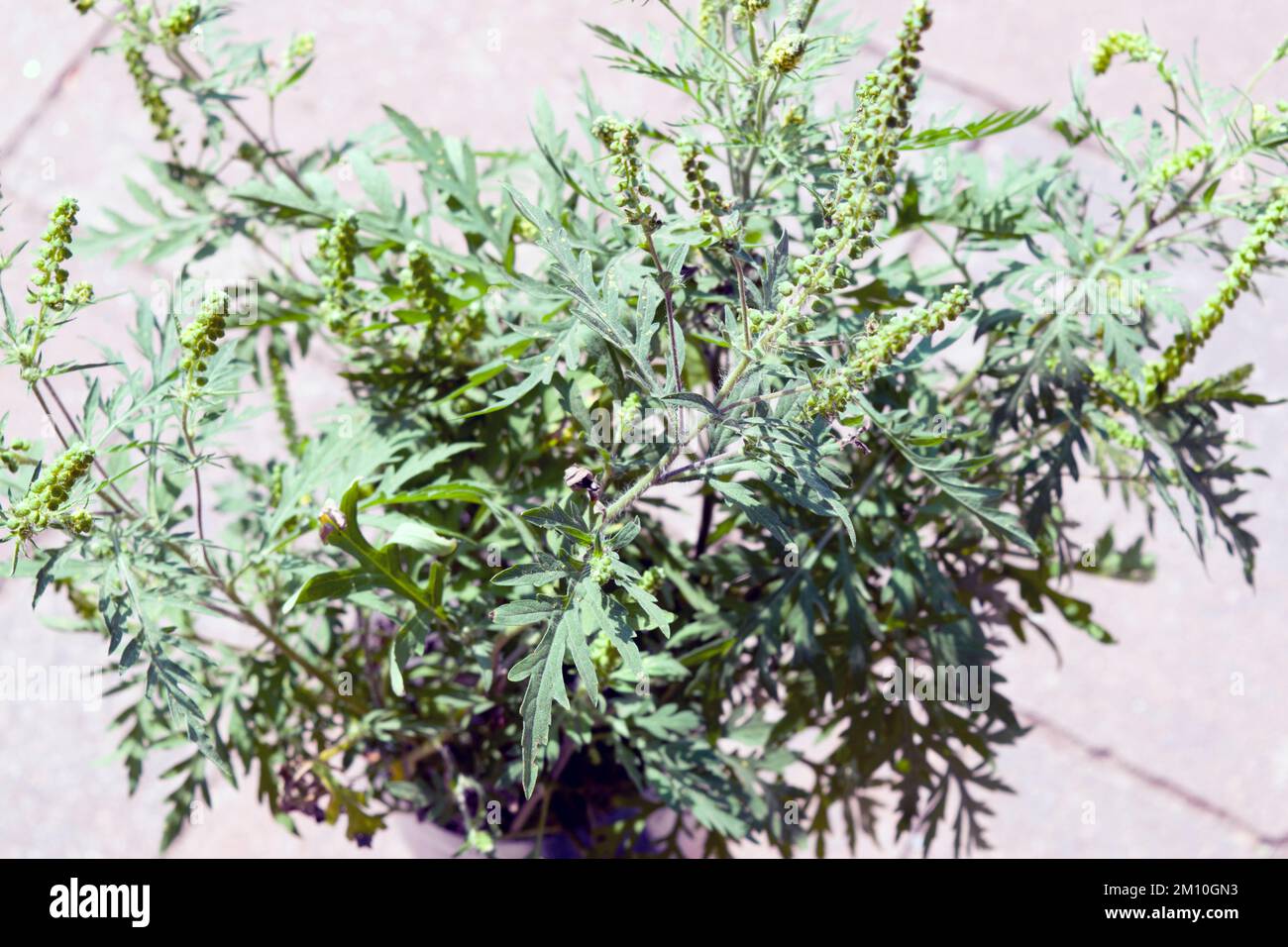 Nahaufnahme von Ragweed-Blumen. Die Ragweed-Pollen sind bekannt dafür, dass sie beim Menschen allergische Reaktionen hervorrufen, insbesondere allergische Rhinitis. Stockfoto
