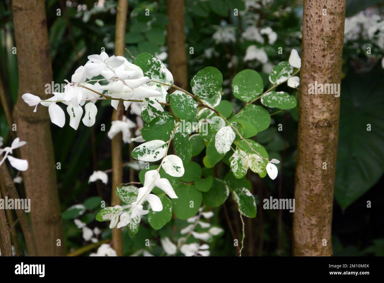 Verdorbene weiße Blätter des Snow Bush (Breynia disticha) Shrub, der im Eden Project, Cornwall, England, Großbritannien, angebaut wird. Stockfoto