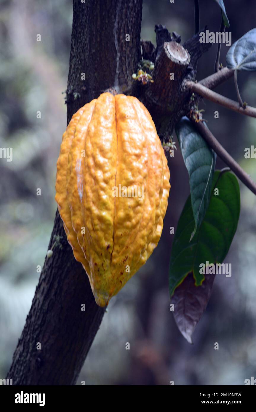 Gelbe Kakaobohne „Pod“ (Kakaosaat) mit einem Kakaobaum (Theobroma Cacao), der beim Eden Project, Cornwall, England, Großbritannien, angebaut wurde. Stockfoto