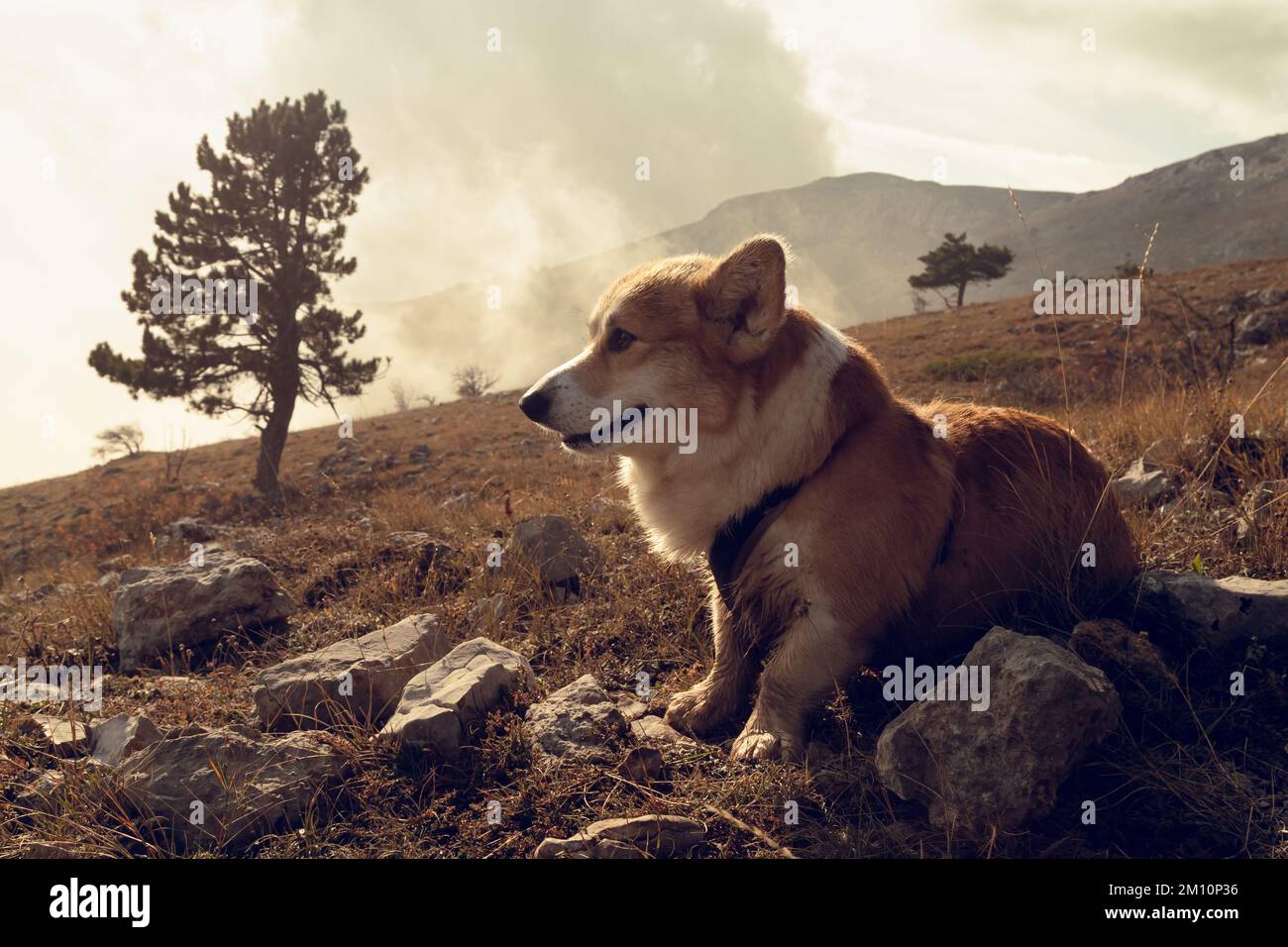 Ein süßer Pembroke Welsh Corgi befindet sich vor dem Hintergrund von Bergen und Nebel. Reisen mit einem Hund Stockfoto