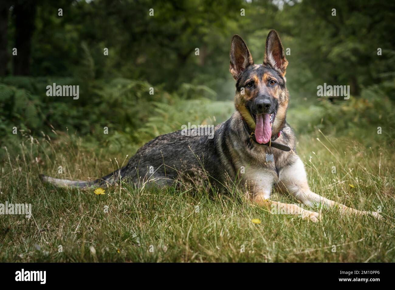 Deutscher Schäferhund, der im Gras lag und direkt in die Kamera schaute Stockfoto