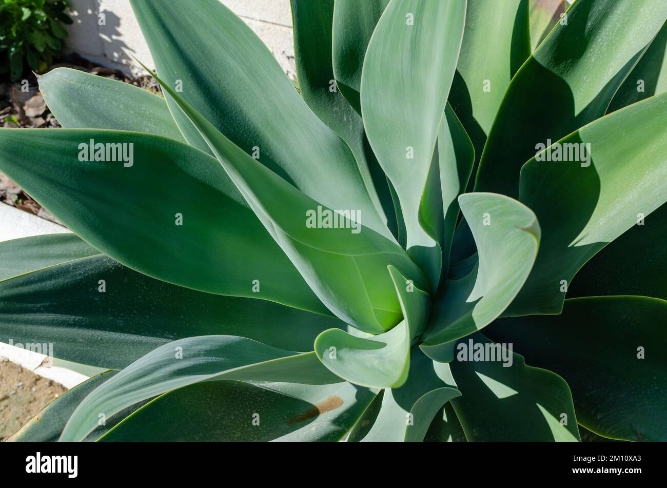 Schwanenhals agave -Fotos und -Bildmaterial in hoher Auflsung  Alamy