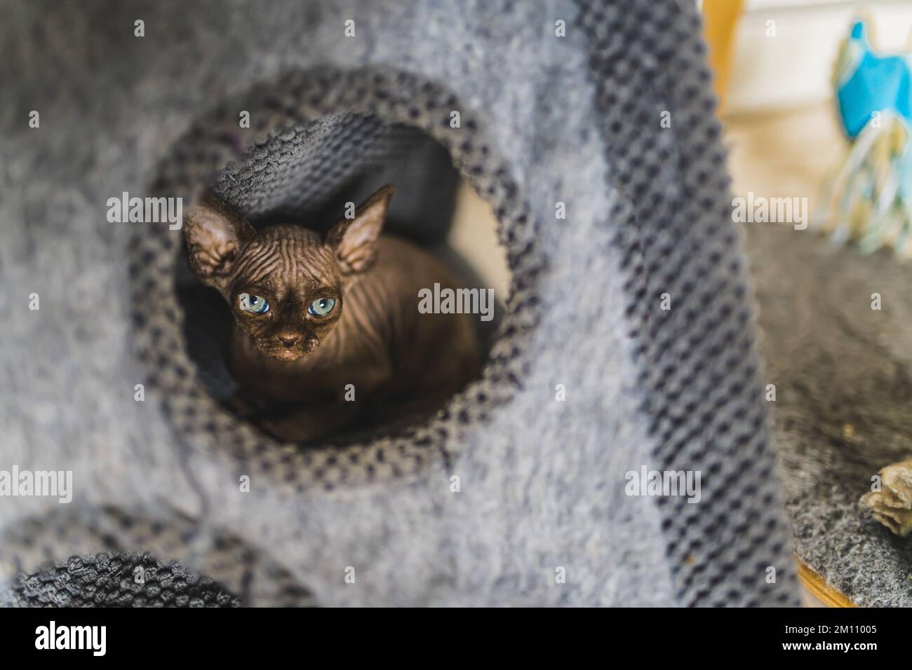 Süße kleine, schläfrige Devon Rex Stammkatze ruht sich in seinem Haus aus. Hochwertiges Foto Stockfoto