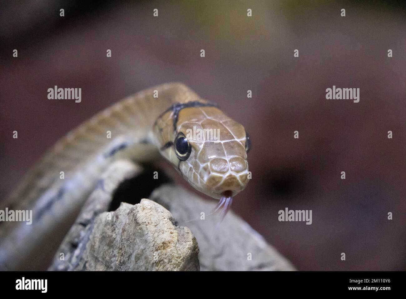 Nahaufnahme des bestrahlten Ratsnake - Coelognathus radiatus. Zunge raus Stockfoto